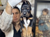 Avrupa doberman yavrular
