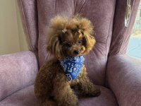 Kore çanta boy poodle