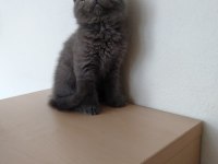 British shorthair erkek