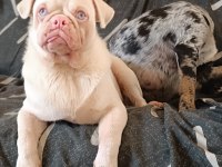 Platinum Pink Pug Mops