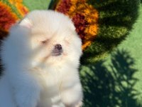 Show kalite teddy face pomeranian yavrular