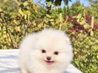 ÜST DÜZEY BİBLO MİBİ BOY POMERANİAN BOO