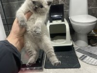 Ayı Suratlı Blue Point British Shorthair Yavrularım