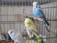 Bebek Show Jumbo Muhabbet Kuşlar