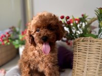 Kore poodle 3 aylık