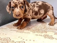 ÇİFTLİĞİMİZDEN CHOCO MERLE DACSHUND BEBEKLER