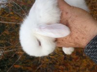 Mini lop tavşan yavruları