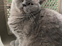 British Shorthair 3 Yaşında