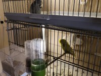 Show jumbo muhabbet kuşları