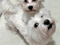 3 aylık erkek saf maltese terrier
