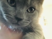 3 adet safkan british shorthair ücretli sahiplendirme