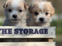 Erkek maltipoo yavrumuz