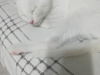 Ankara kedisi