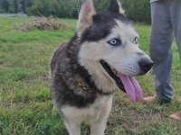HUSKY KÖPEĞİMİZE YENİ YUVA ARIYORUZ