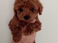 Poodle akademi