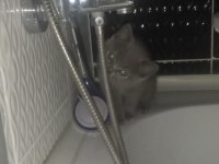 3 aylık dişi british shorthair