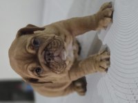 SEVİMLİ İNGİLİZ BULLDOG EGZOTİK