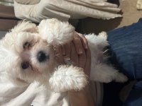 Korekan Maltese Terrier