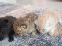 British shorthair tabby