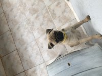 2.5 aylık erkek pug