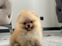 Üst Kalite Pomeranian Yavrular