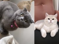 Scottish fold bebeklerim