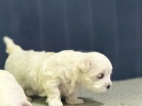KÖPEKLERİMİZE YENİ YUVALAR ARIYORUZ