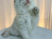 IRK VE SAĞLIK GARANTİLİ SCOTTİSH FOLD KEDİLER