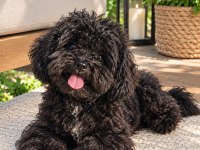 UYGUNA VERİLECEK MİKRO TEACUP KORE MALTİPOO