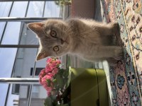 10 PUAN SAFKAN SCOTTİSH ERKEK