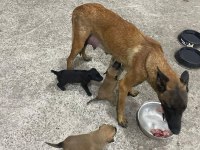 BELÇİKA MALİNOİS KÖPEĞİ