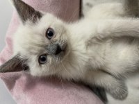 Bluepoint British Shorthair Dişi Ve Erkek Yavrular
