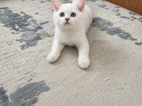 Boncuk gözlülerim