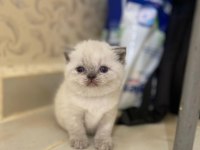 A KALİTE BRİTİSH SHORTHAİR BEBEKLER