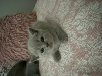 British Shorthair 40 Günlük Erkek