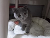 Sindirella güzellik kedimiz