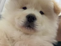 2 Aylık Erkek Chow Chow Yavrumuz