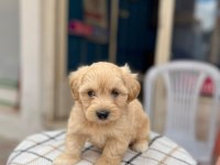 2.5 Aylık Maltipoo Sahiplendirme Ped Eğitimli