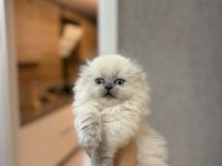 SCOTTISH FOLD LONGHAIR YAVRULARIM