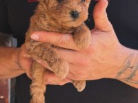 Teddy Kore Poodle Yavruları