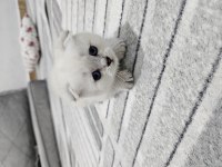 Scottish Fold Point