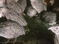 GÜZEL BILDIRCILAR BURADA