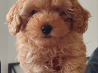 TEACUP F2 Maltipoo Yavrumuz