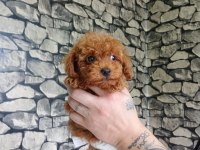 70 günlük poodle