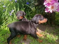 Sağlam doberman yavrular
