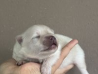 Pomeranian Boo Yavrular Yeni Ailesini Bekliyor