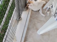 2 yaşında kısır calico ev kedisi