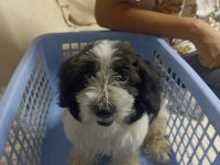 3.5 AYLIK SİYAH BEYAZ TOY POODLE
