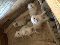 Dünya tatlıları scottish fold ballarım
