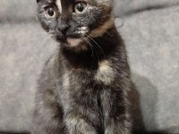 Kedi sahiplendirme